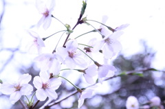 sakura ②