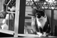 black & white cat