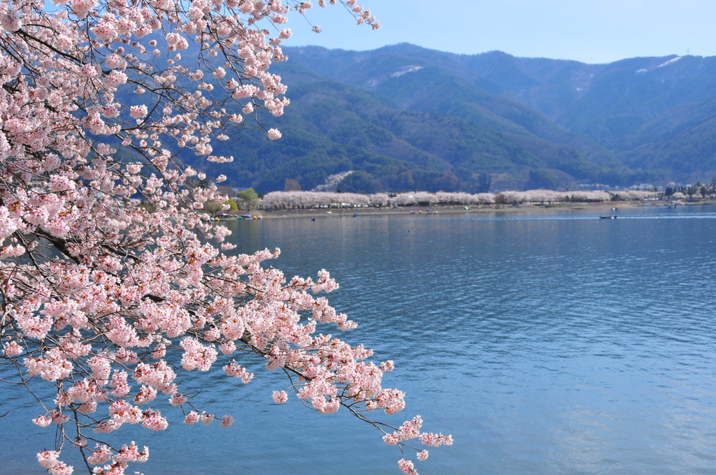 河口湖の桜