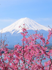 富士と桜　Ⅱ