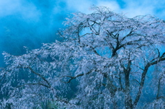 霧の朝に佇む