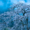 霧の朝に佇む