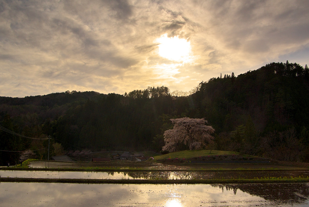 与一野の夕輝桜