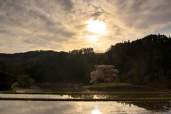 与一野の夕輝桜