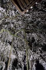 円立寺の枝垂桜