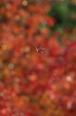 花みどり公園の紅葉