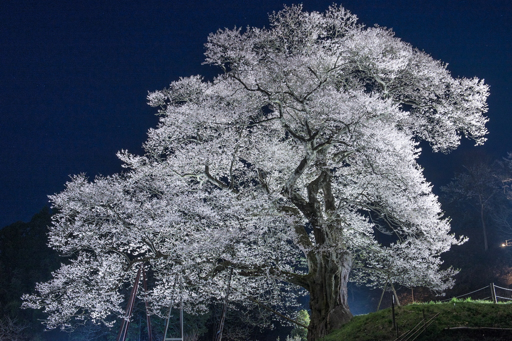 小奴可の要害桜