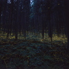 森の輝き