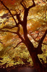 唯称庵跡カエデ林の紅葉（その１）