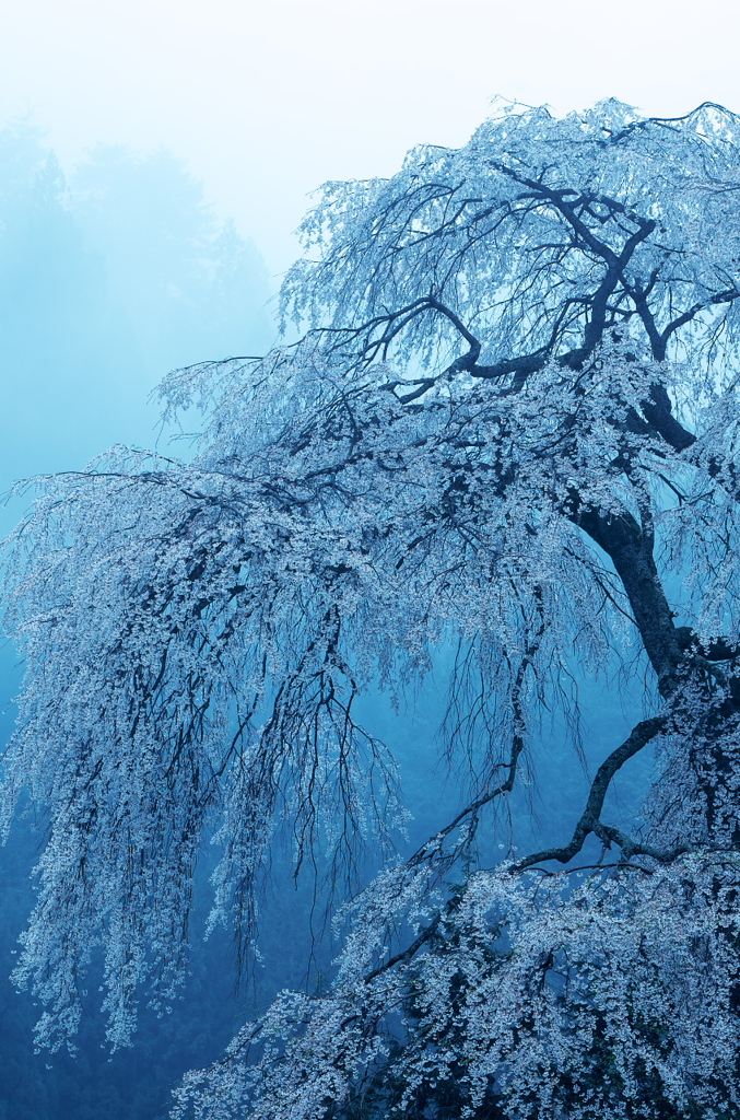 霧桜