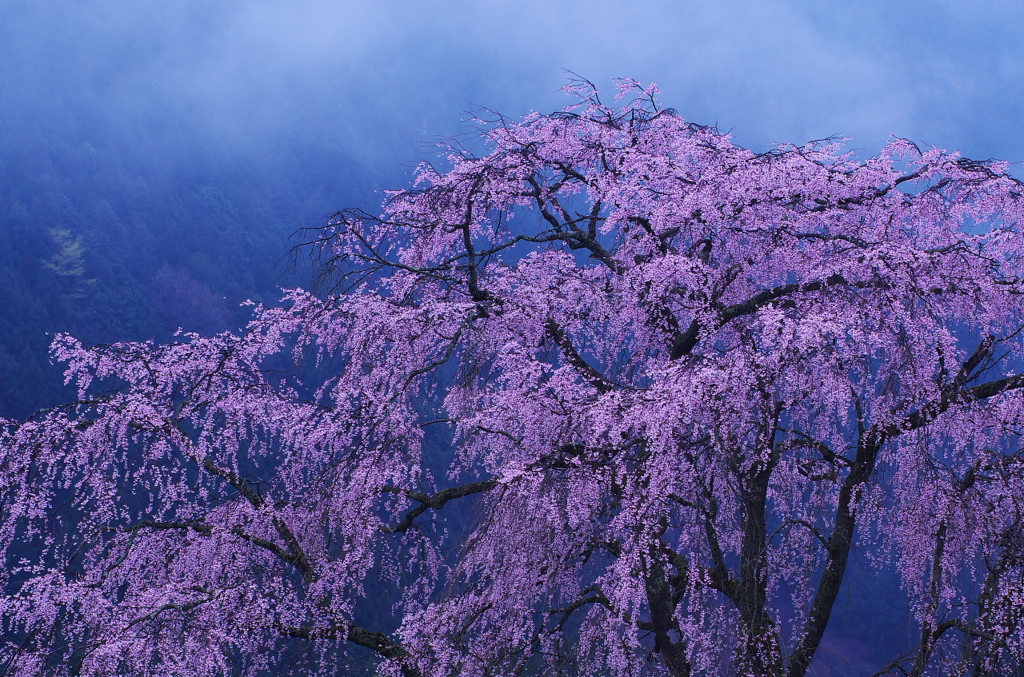 霧現桜