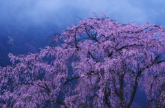 霧現桜