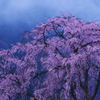 霧現桜
