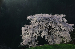 与一野のしだれ桜