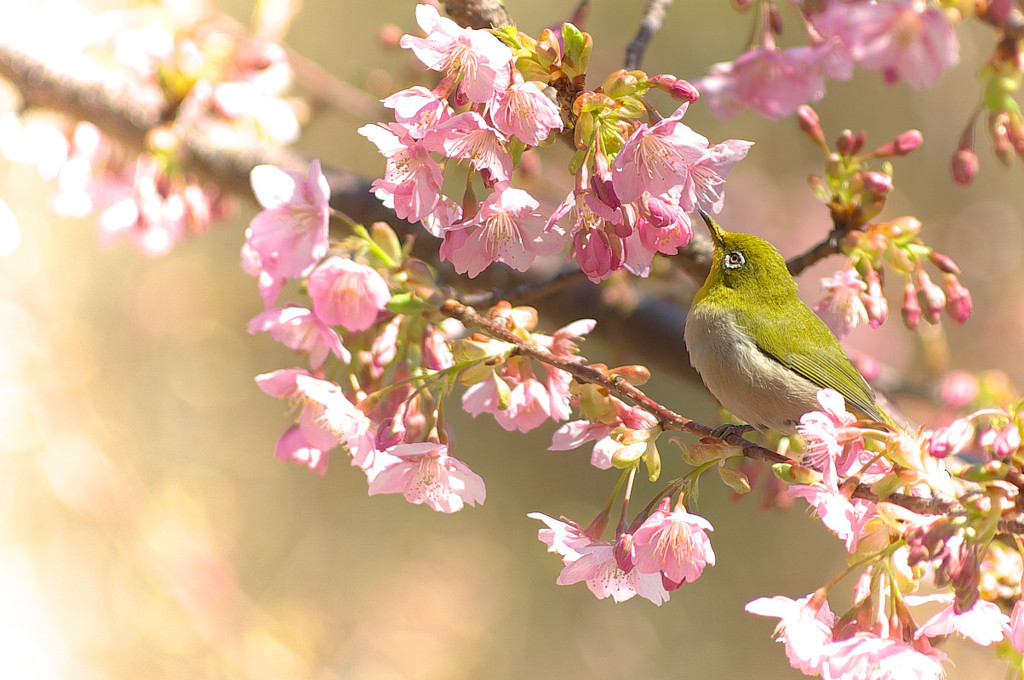 河津桜とメジロ２