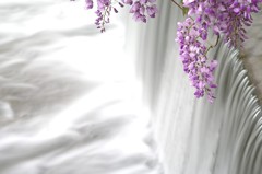 愛のふじ橋