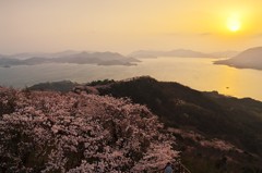 いわぎ三千本桜
