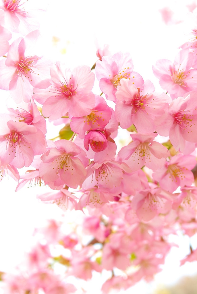 河津桜２