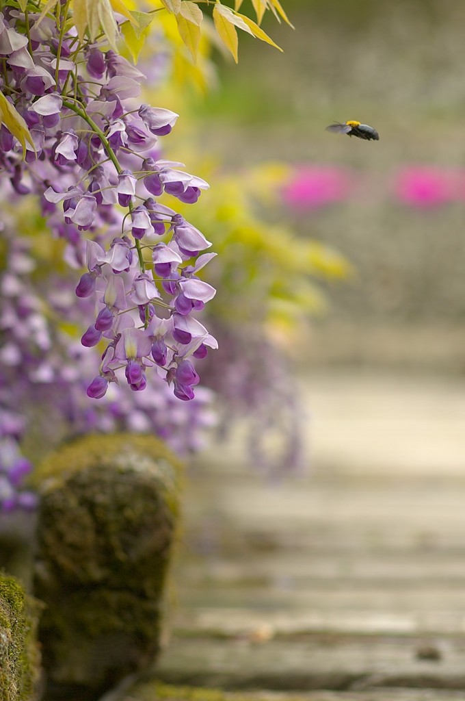愛のふじ橋