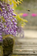 愛のふじ橋