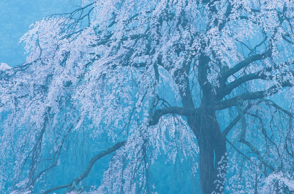 霧桜