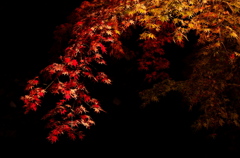 唯称庵跡カエデ林の紅葉（その２）