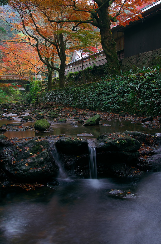 鰐淵寺の紅葉（その３）