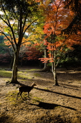 シカに紅葉