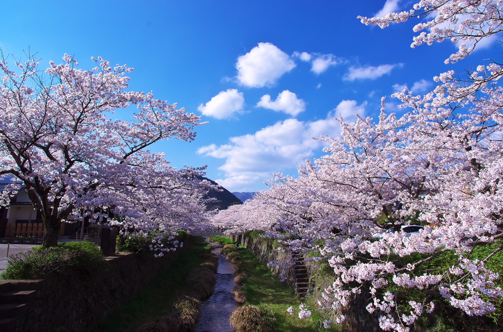 一の坂川の桜並木
