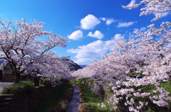 一の坂川の桜並木