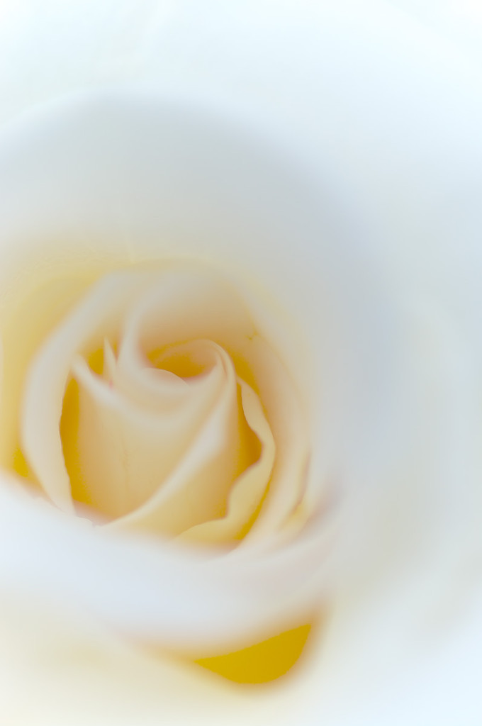 薔薇　白