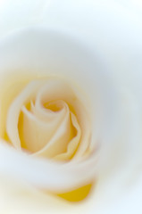 薔薇　白