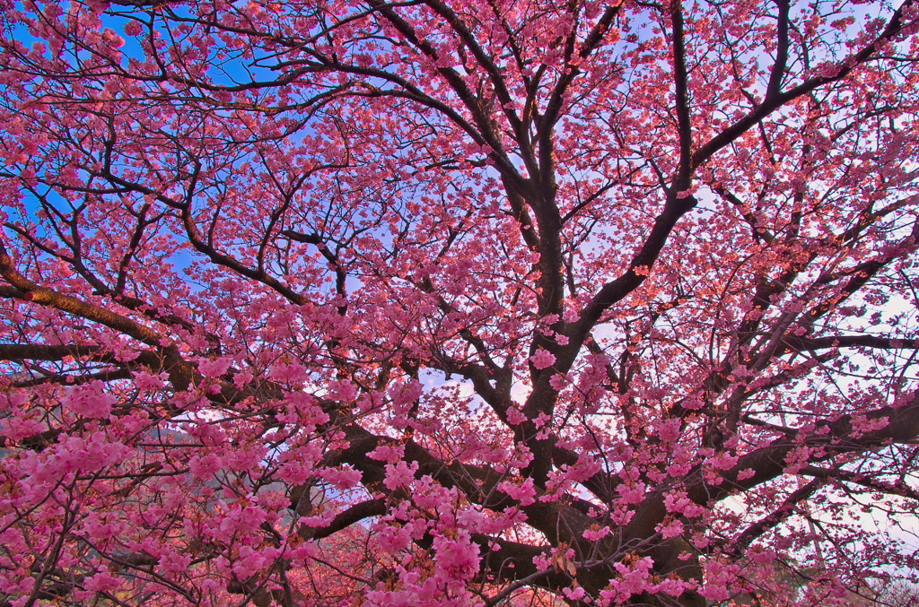 向島蓬莱桜
