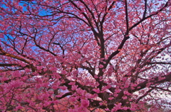 向島蓬莱桜