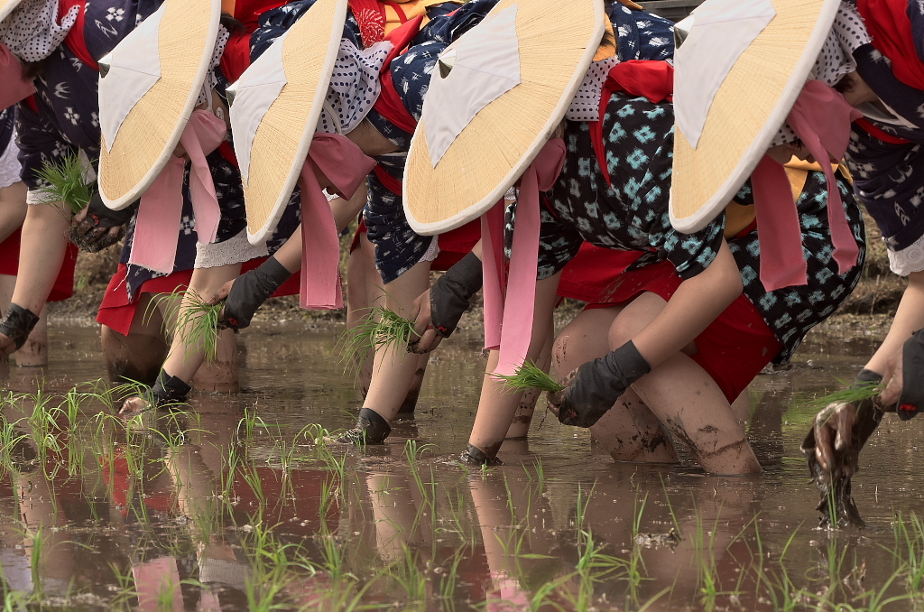 新庄のはやし田