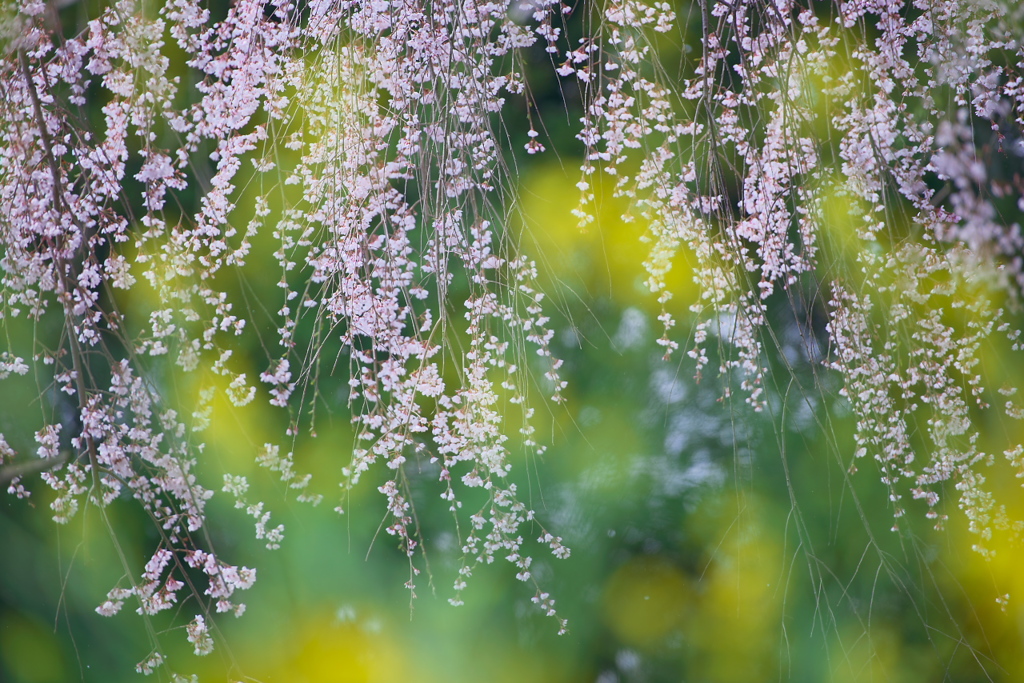 神原のしだれ桜