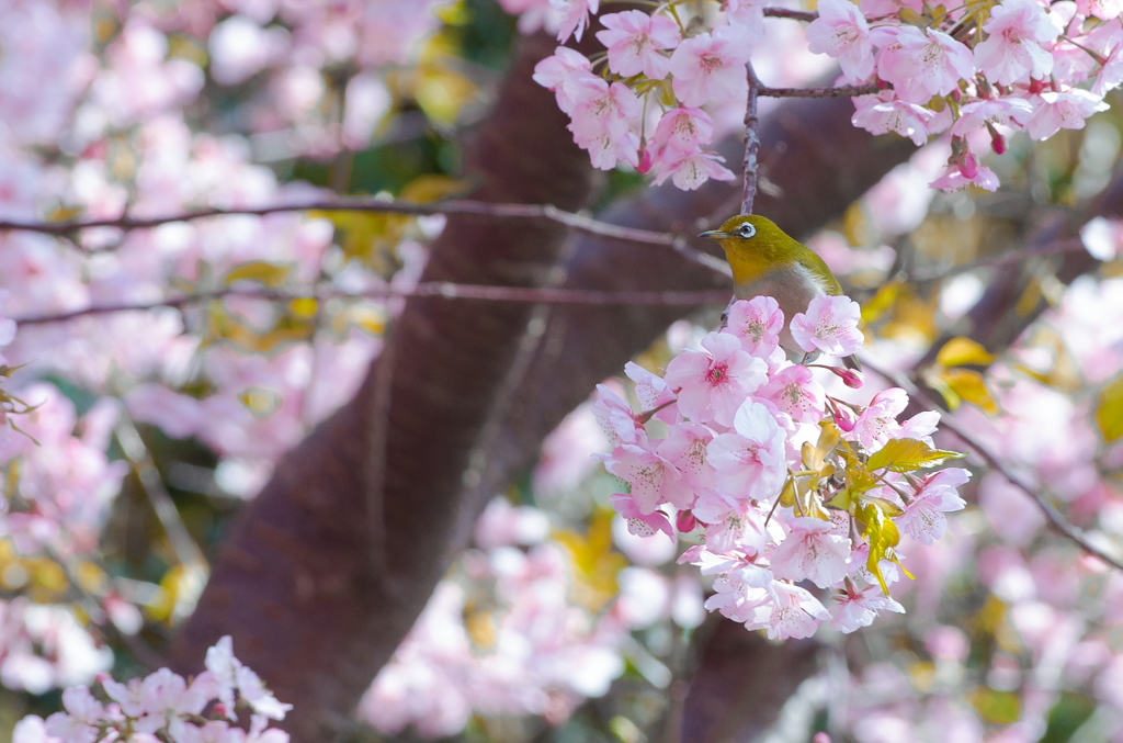 河津桜にメジロ