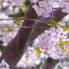 河津桜にメジロ