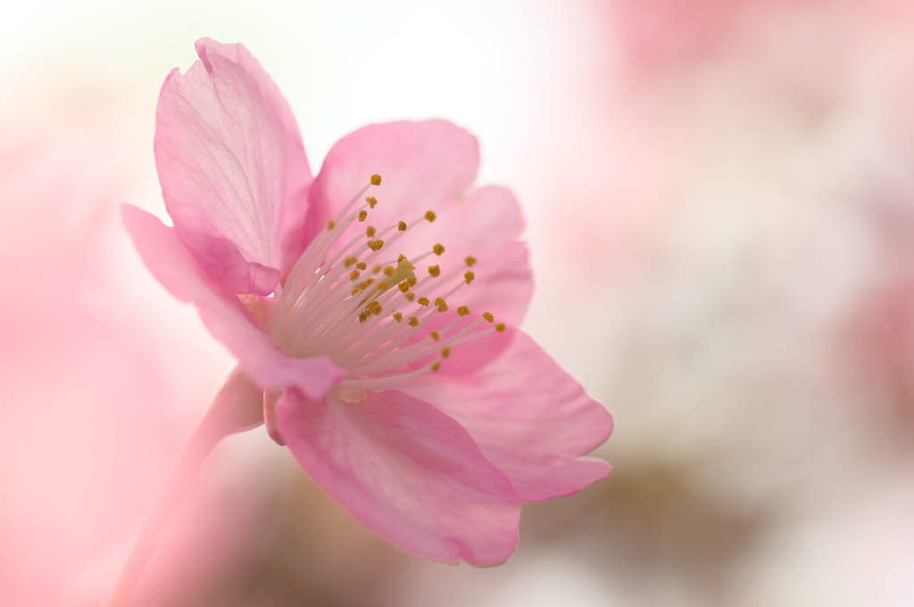 河津桜