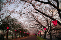 住吉堤防敷の桜並木