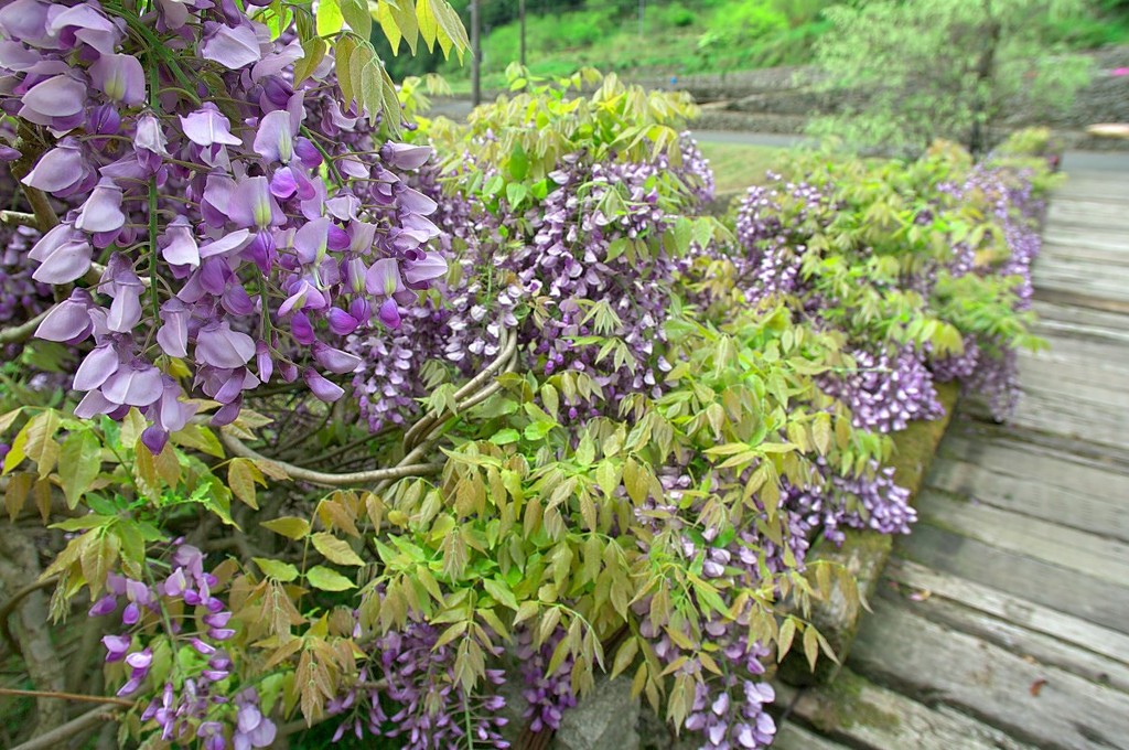 愛のふじ橋