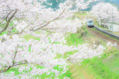 春色桜旅