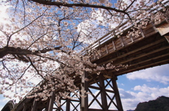 錦帯橋は春満開