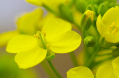 菜の花