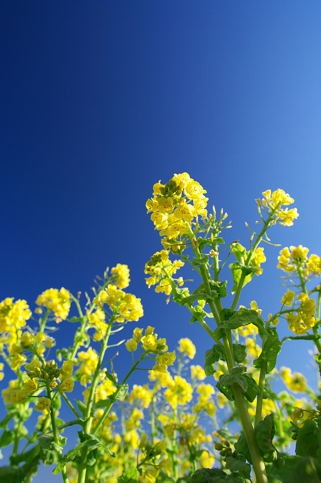 菜の花 山口県山口市 05 By Abbkbb Id 4569 写真共有サイト Photohito