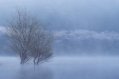 霧の八千代湖