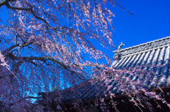 無量寺の枝垂桜