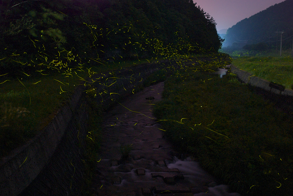 滝山川のホタル