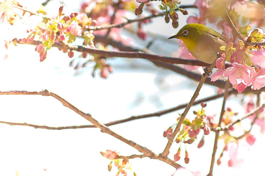 河津桜とメジロ1