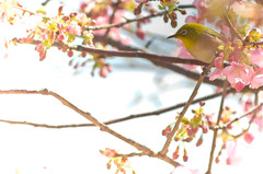 河津桜とメジロ1